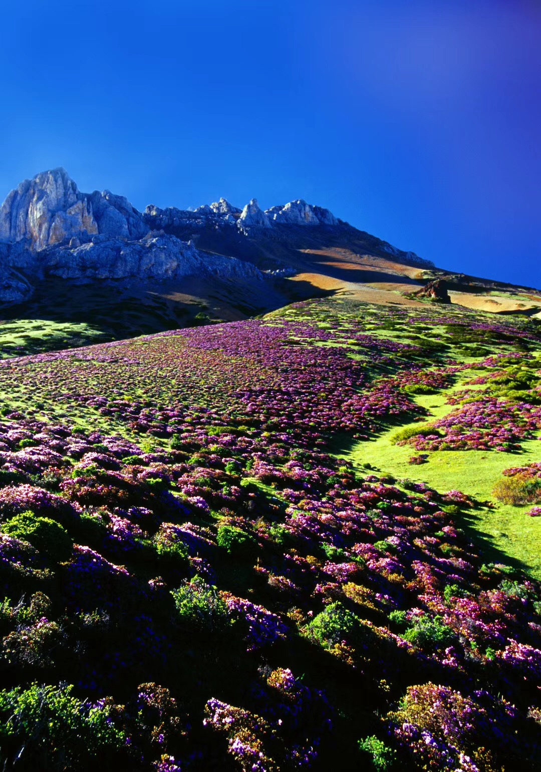 云南香格里拉漫山的杜鹃花铺满整个山林和草原,染红了青山绿水