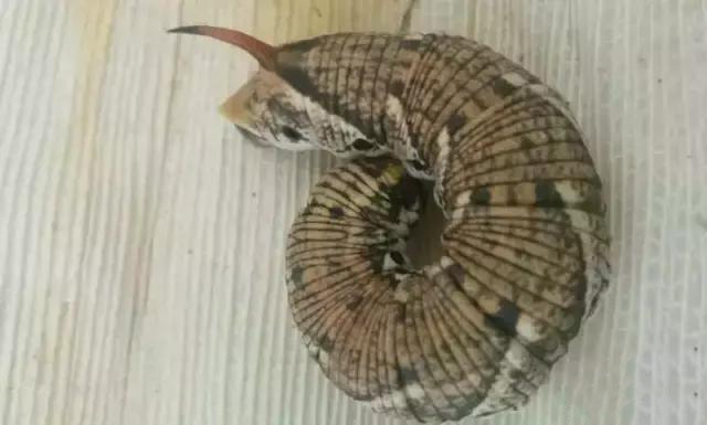 绿油油的糖宝豆虫惹人喜爱但若是灰色的糖宝还接受