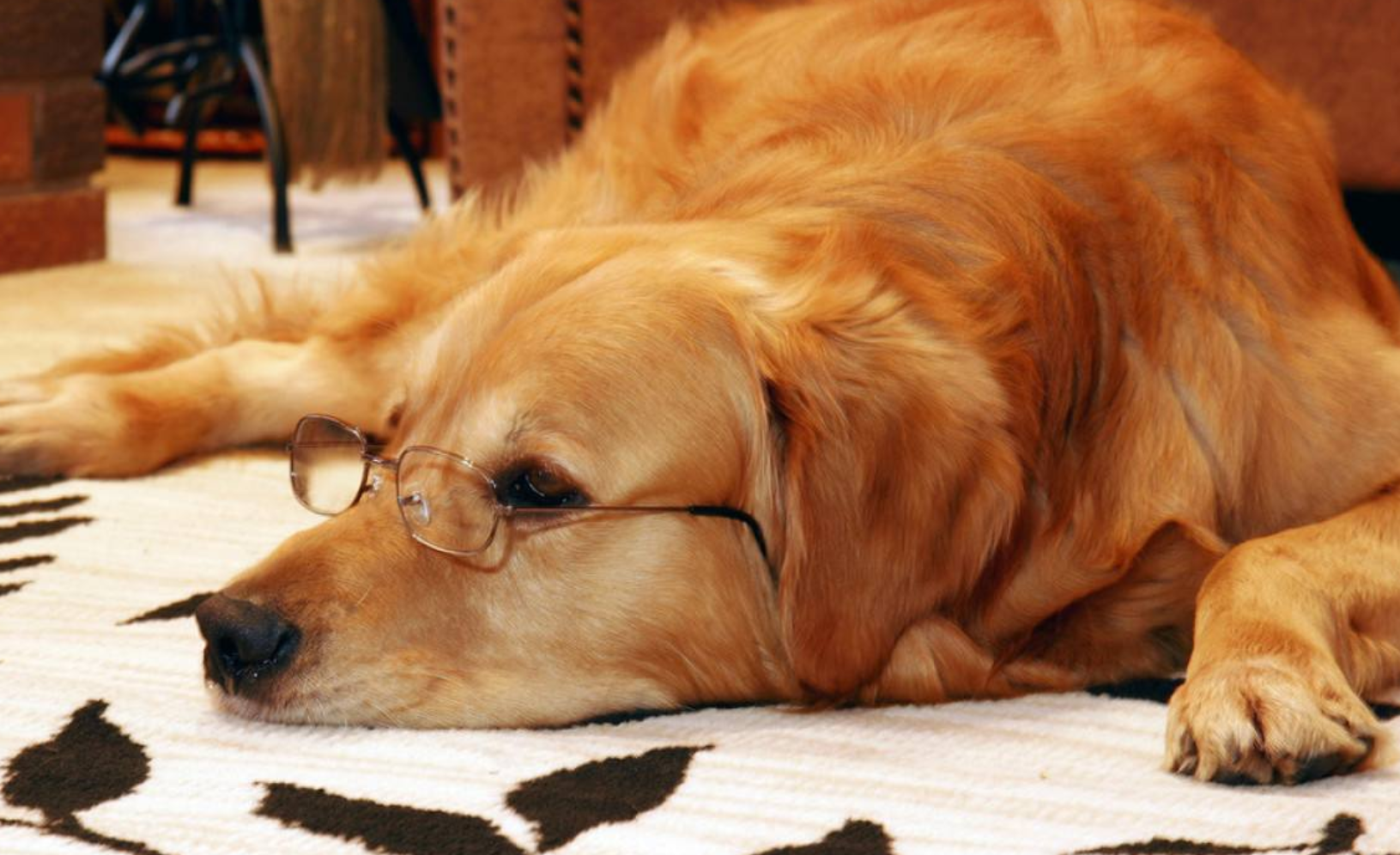 狗狗|养狗|老人_新浪新闻