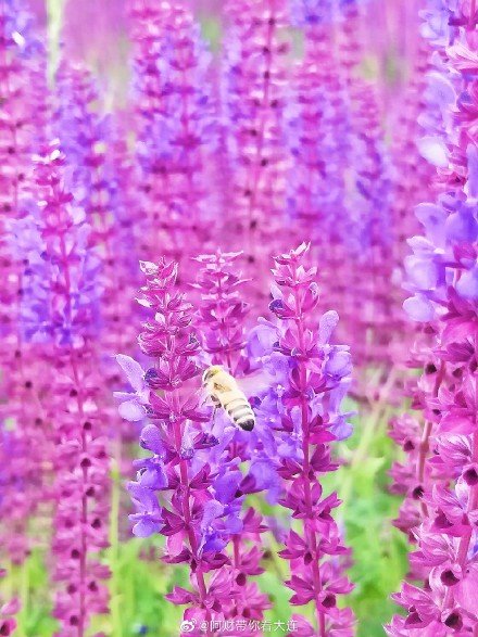 遇见 初夏紫鼠尾草花海 鼠尾草 塔河湾 紫绒 新浪新闻