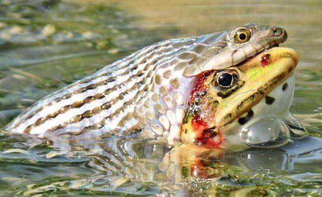 水蛇活吞牛蛙的瞬间, 眼睛圆睁鲜血直流