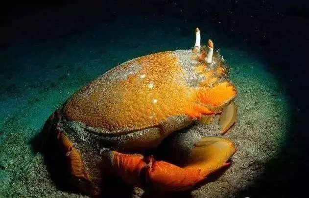 世上最"顶级"的海鲜|海鲜|象拔蚌|老虎蟹_新浪网