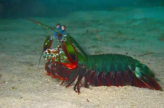 养雀尾螳螂虾这种虾小心它打破鱼缸而出