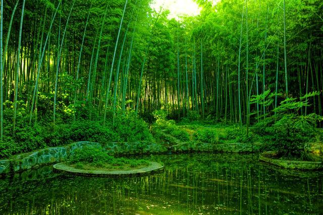 众所周知,翠竹是高雅的象征,也是我国传统文化"四君子"中的一方.