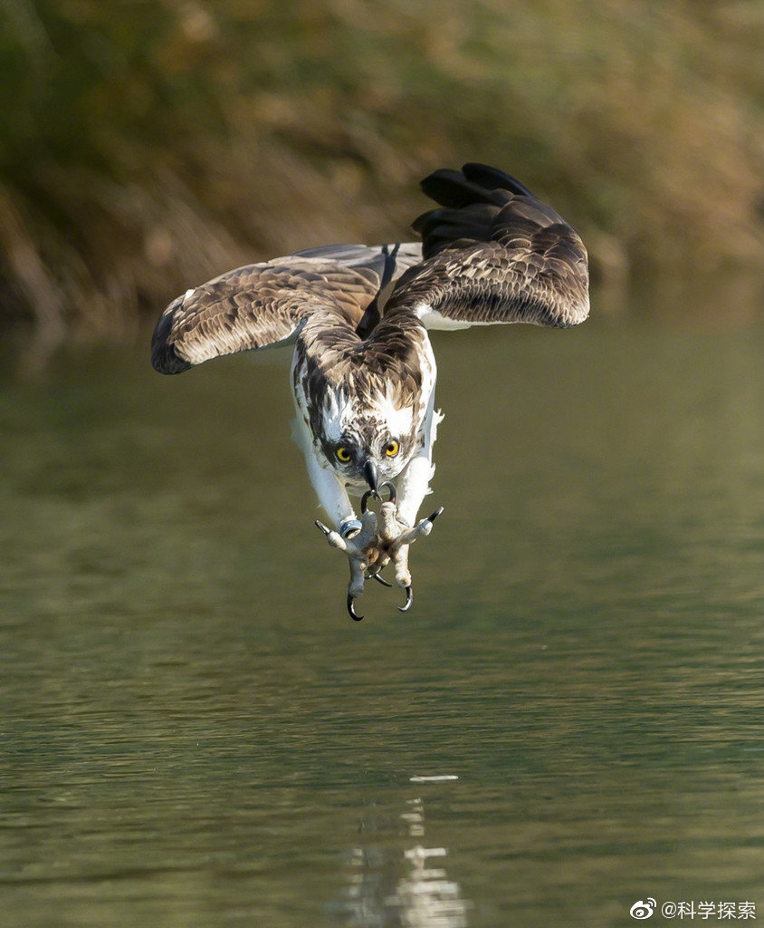 这坚毅的眼神,这矫健的身姿,捕鱼可以的|捕鱼|身姿|眼神_新浪新闻