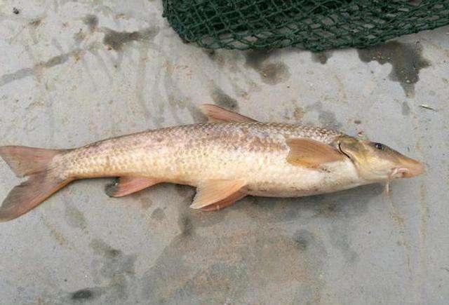 鸽子鱼被誉为黄河中的精灵行踪神秘很难钓获
