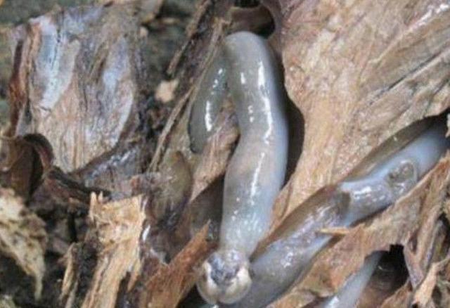 小伙砍树竟流出"面条",扒开之后看到的东西让他高兴不已|蠕虫|小伙|蛆