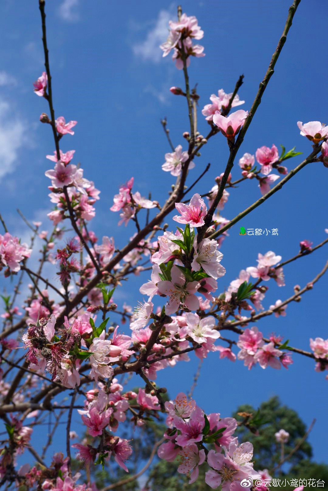 聊赠一枝春