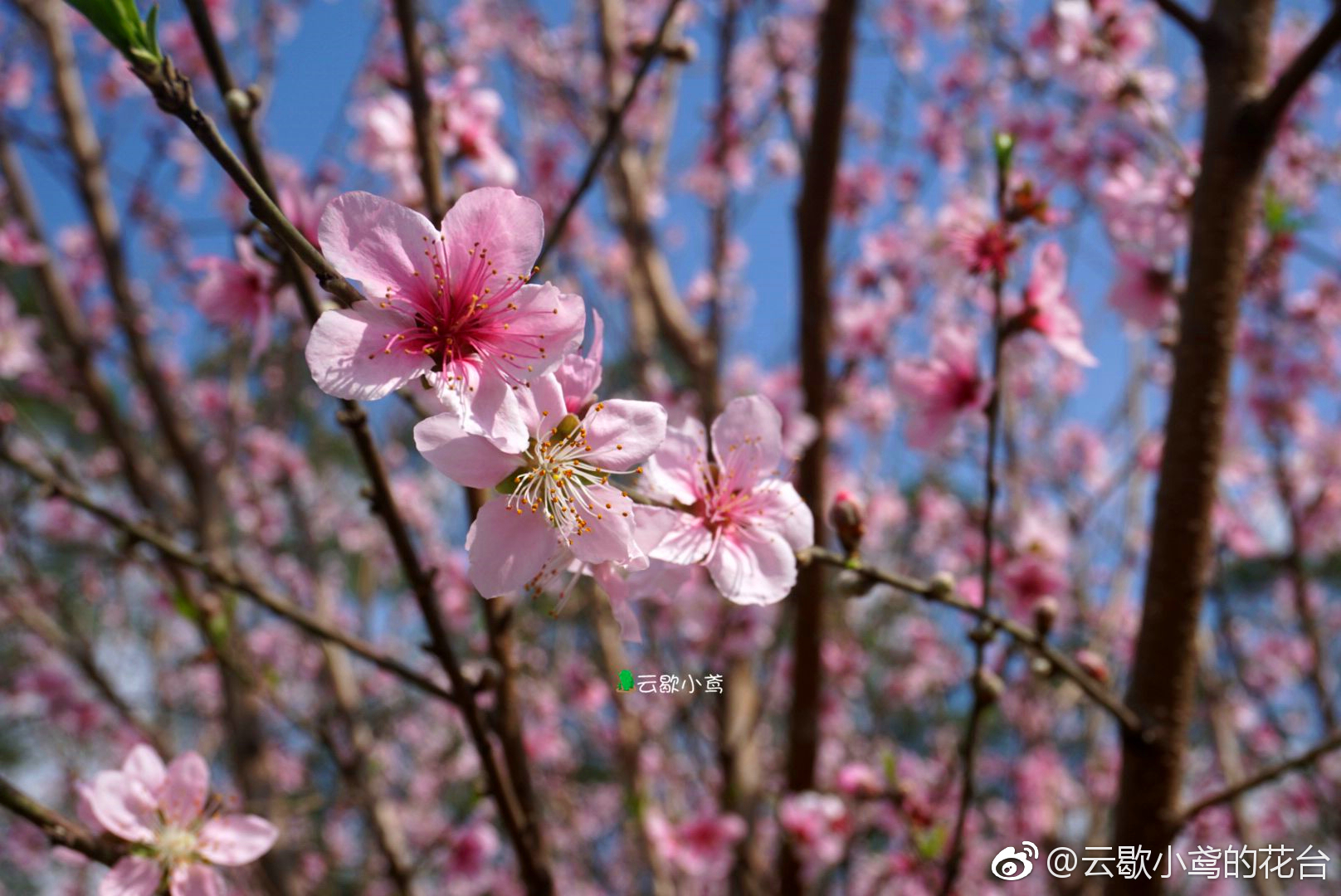 聊赠一枝春|桃花树|桃花|私心|景区|重合_新浪新闻