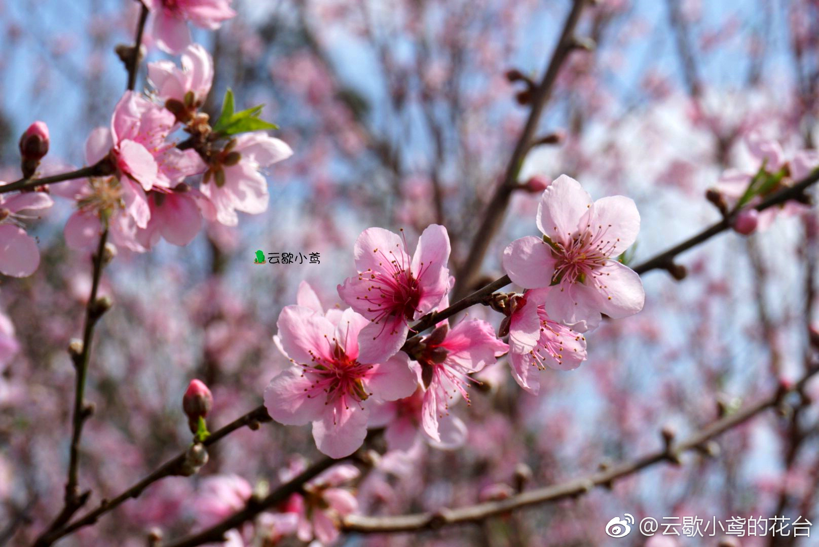 聊赠一枝春|桃花树|桃花|私心|景区|重合_新浪新闻