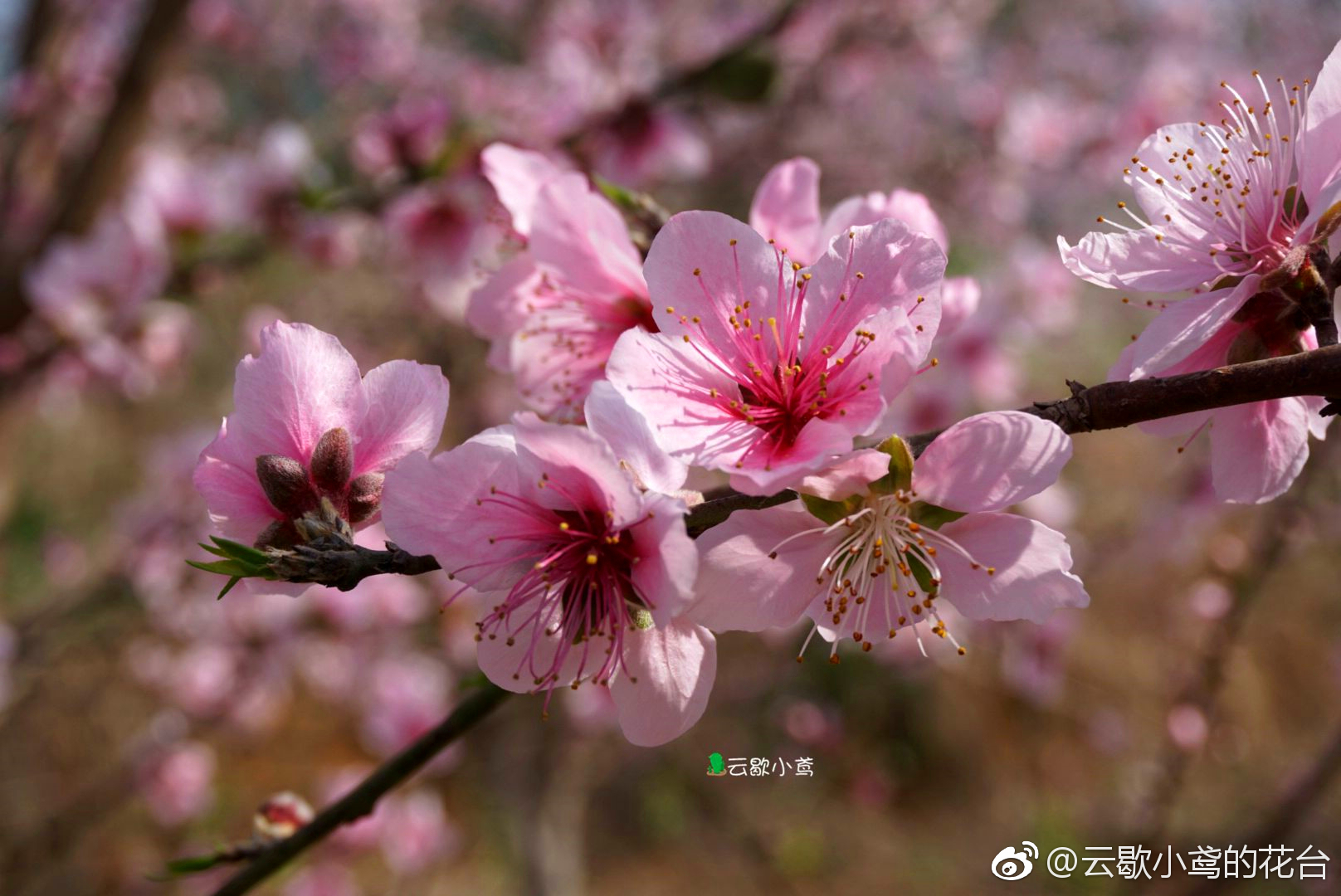 聊赠一枝春|桃花树|桃花|私心|景区|重合_新浪新闻