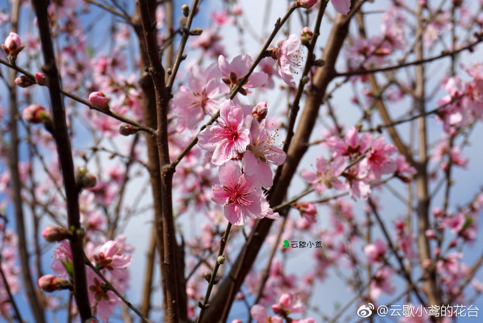 聊赠一枝春|桃花树|桃花|私心|景区|重合_新浪新闻