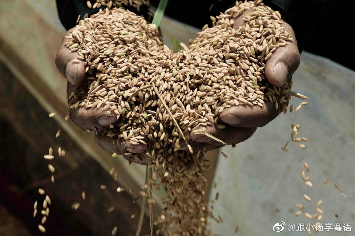 粤语俗语—食谷种:吃老本