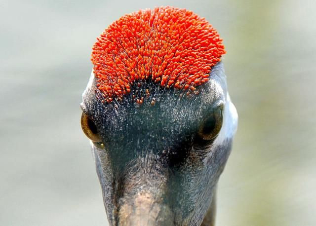 丹顶鹤头上的"丹顶"常常被认为是一种剧毒物质,称为"鹤顶红"或"丹毒"