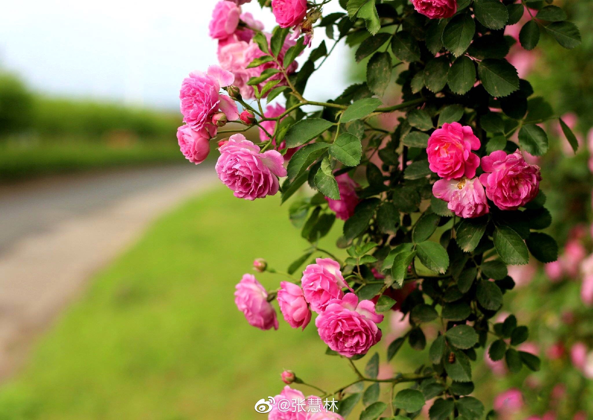 蔷薇花开 蔷薇花开