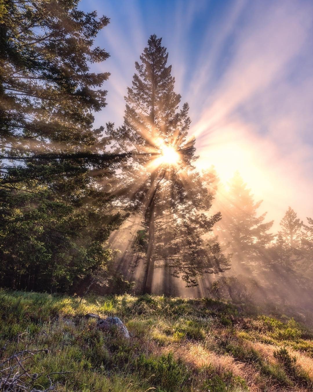 森林里的日出,早上好啊bruce getty|日出|森林|摄影_新浪新闻