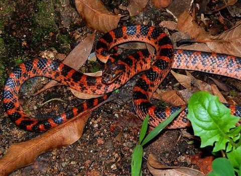 这种蛇在农村很常见,看到"火链子"蛇赶紧走开!