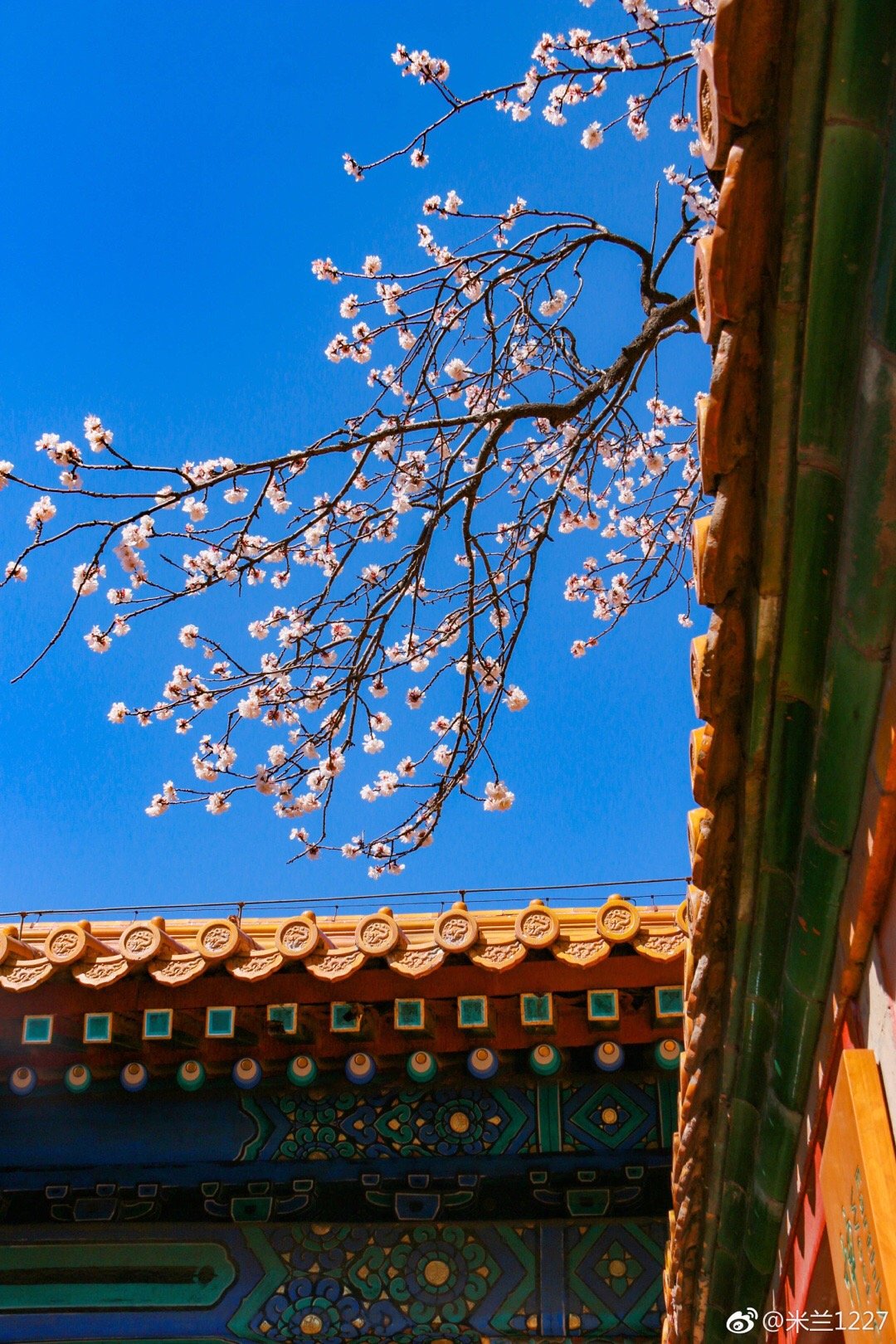 北京故宫杏花已绽放米兰1227