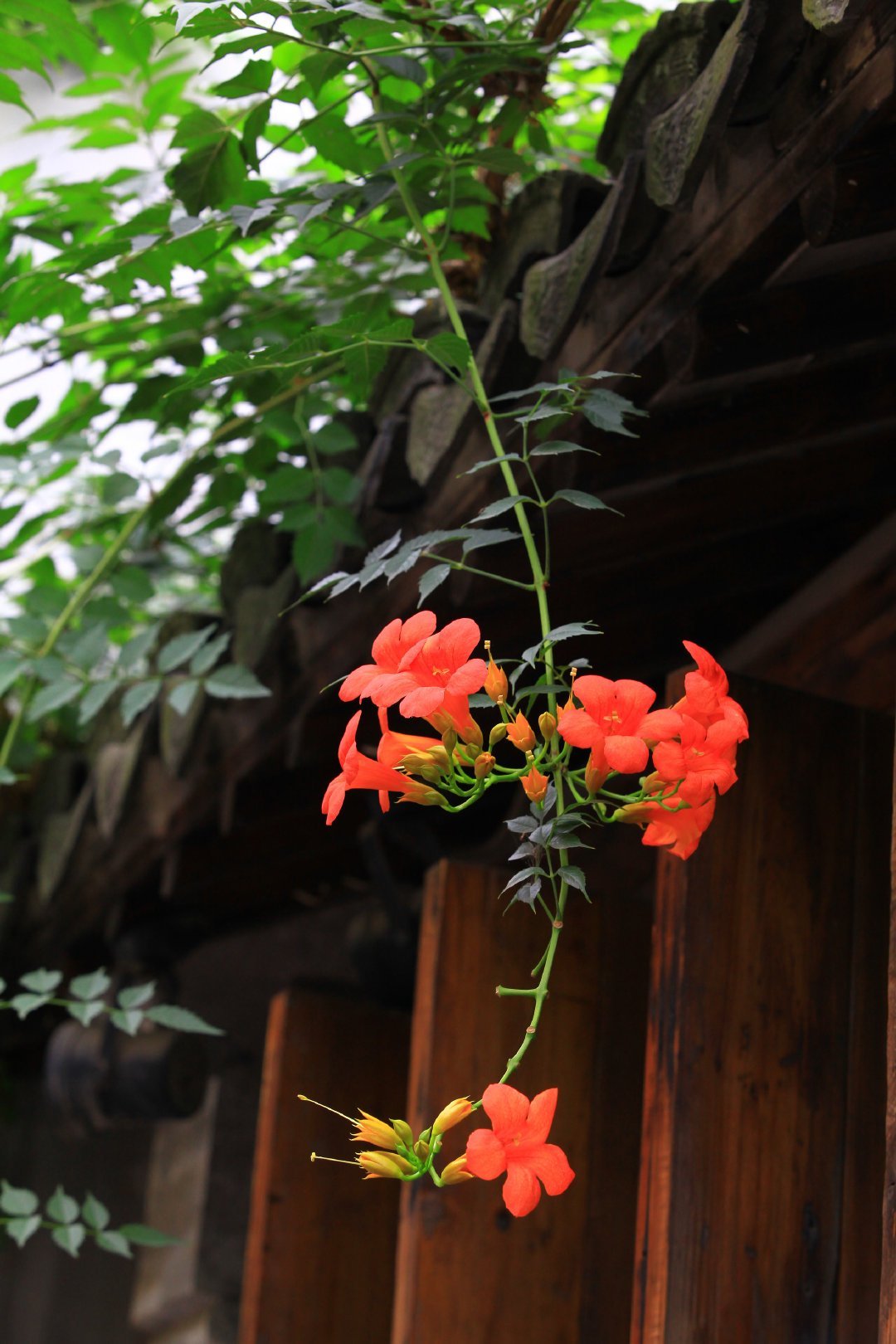 墙头娇蕊任风吹,搔首弄姿媚眼飞