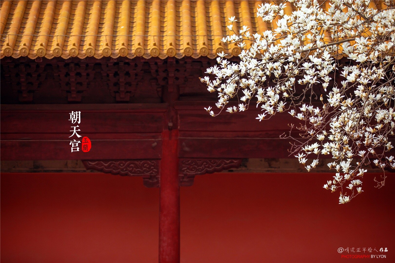 & 玉兰绽放南京就成了金陵花与古建美到极致@江苏气象 @南京市旅游委