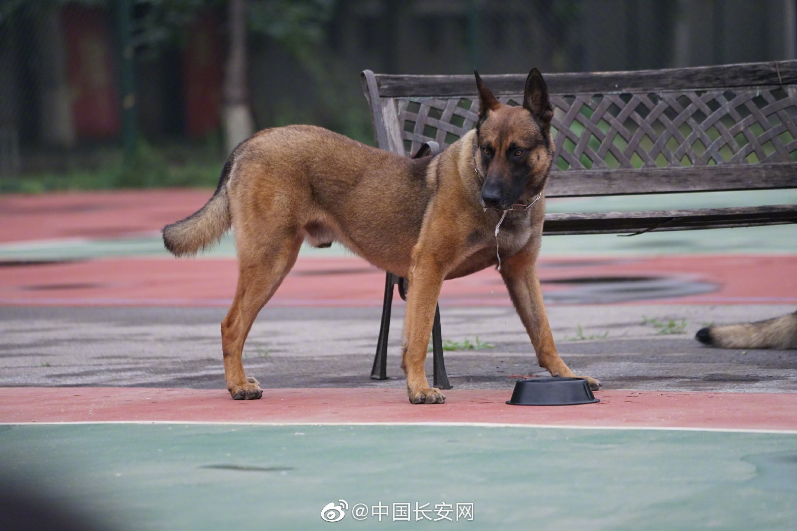 今天,跟着安哥到北京警犬基地过别样"六一"