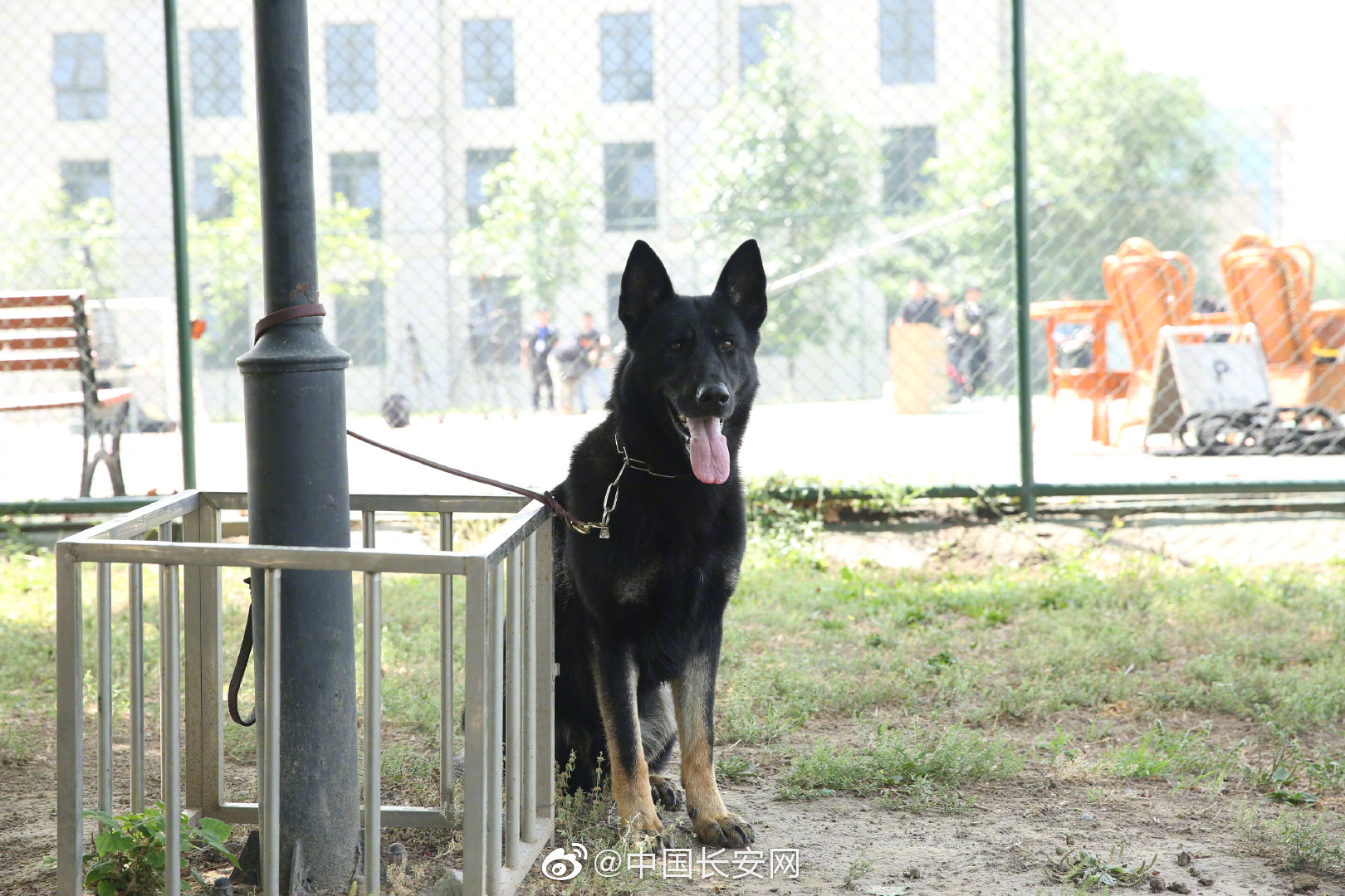 北京警犬基地真实图片图片