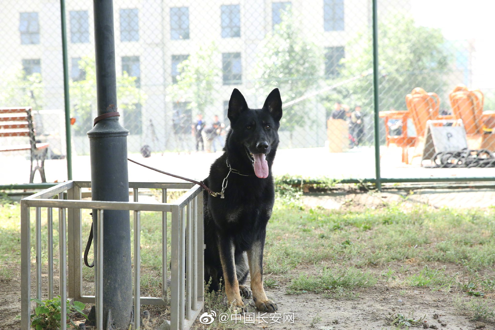 今天,跟著安哥到北京警犬基地過別樣