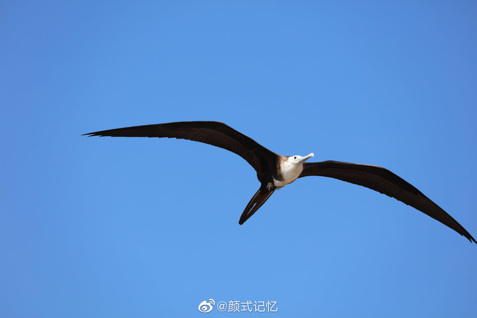 御风翱翔一一大军舰鸟(白腹军舰鸟).