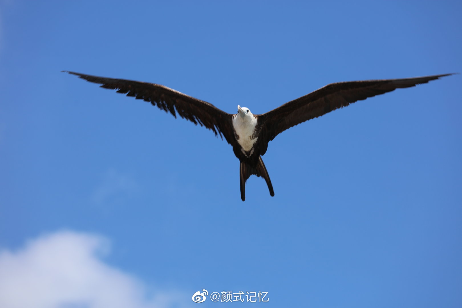 御风翱翔一一大军舰鸟(白腹军舰鸟).