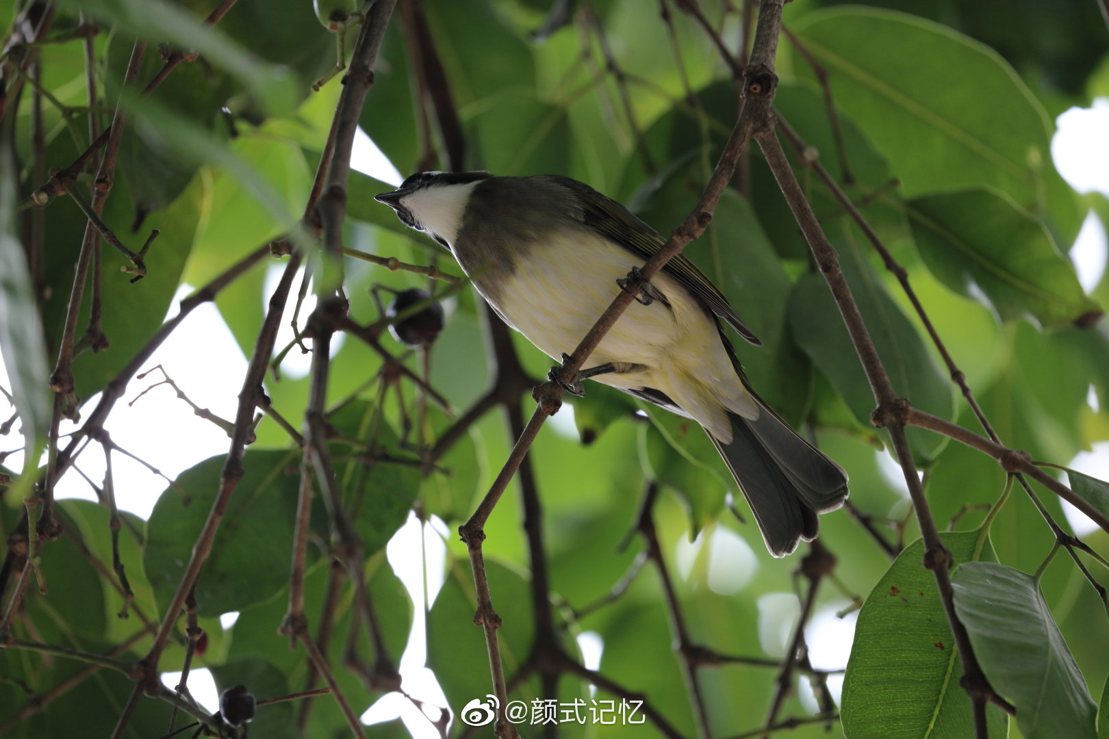 山连绵林子大什么鸟都有一一白尾美洲咬鹃