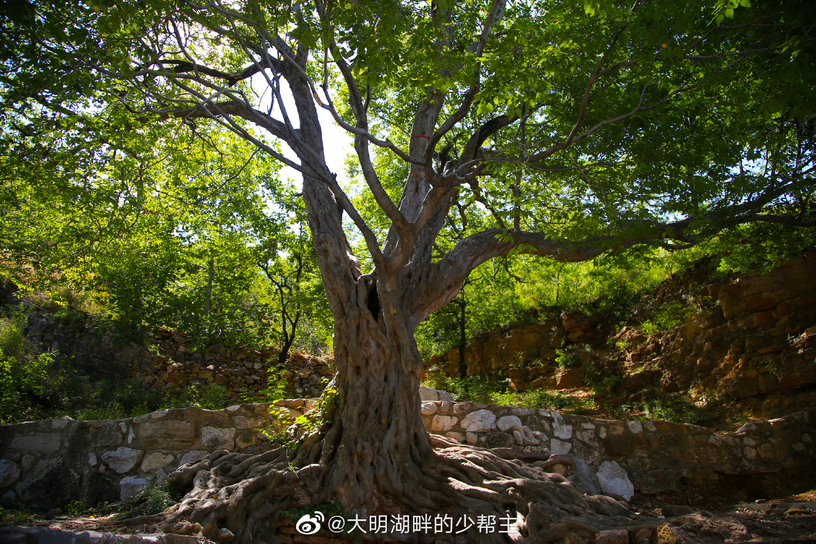 在济南72名泉中,有一个与众不同的泉,被树所包裹,这就是檀抱泉|青檀|泉水|旅游|长清区|新浪_新浪新闻