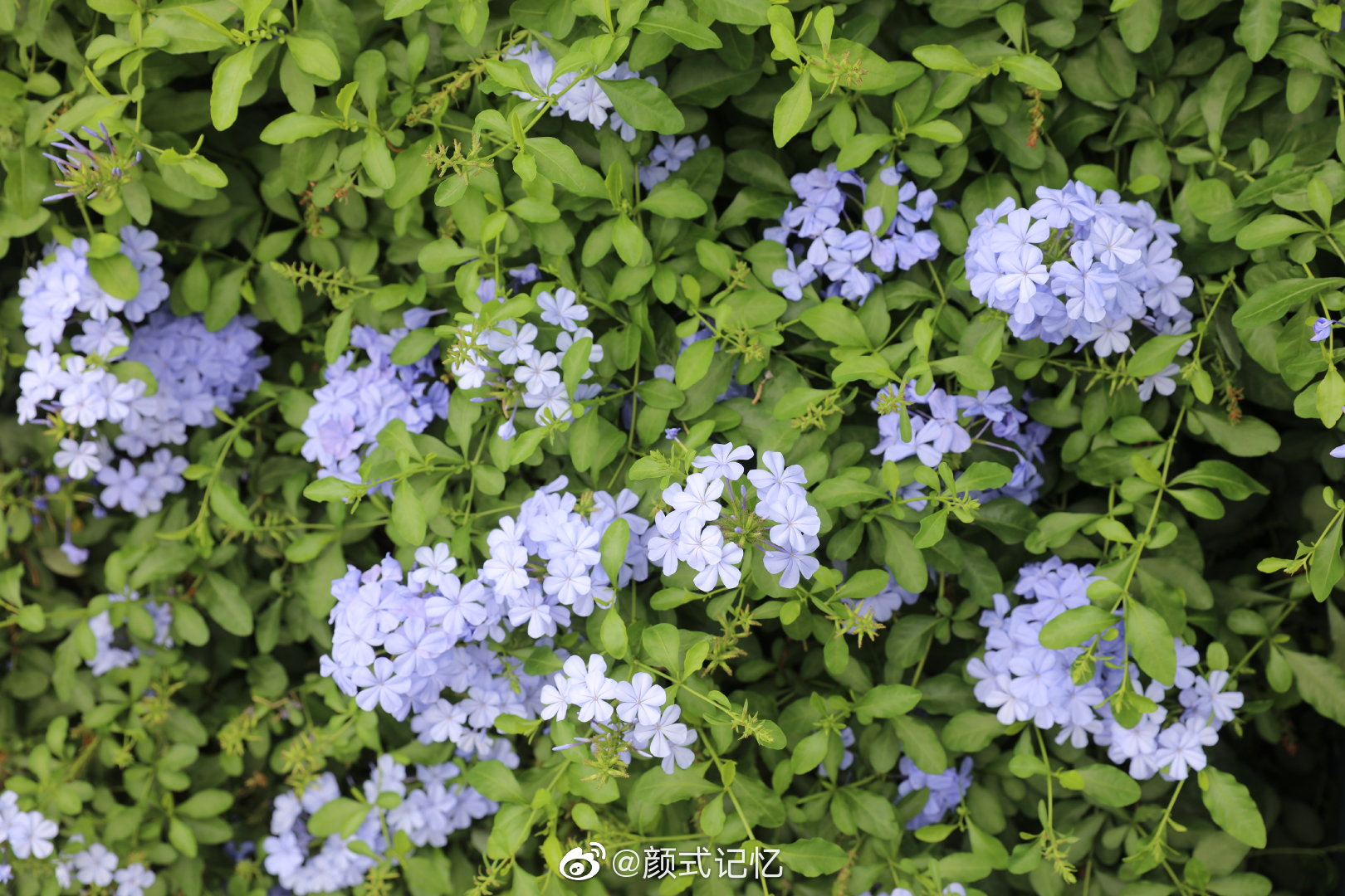 冷淡忧郁一一蓝花丹蓝雪花游牙买加首都金斯敦拍摄