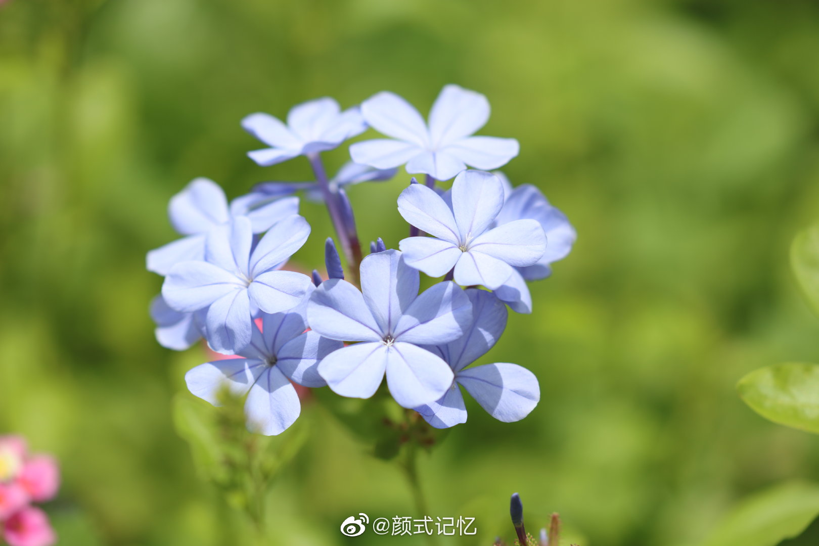 冷淡忧郁一一蓝花丹蓝雪花游牙买加首都金斯敦拍摄