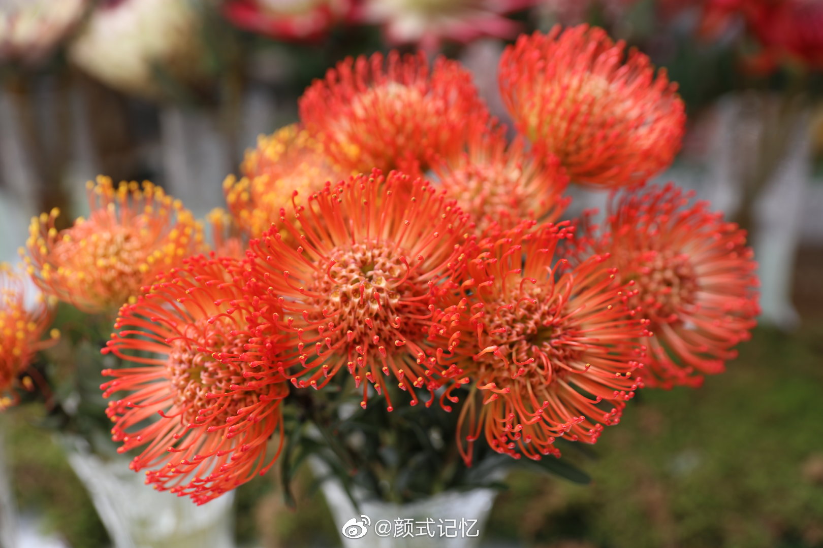 胜利圆满富贵吉祥一一帝王花红皇后南非共和国的国花