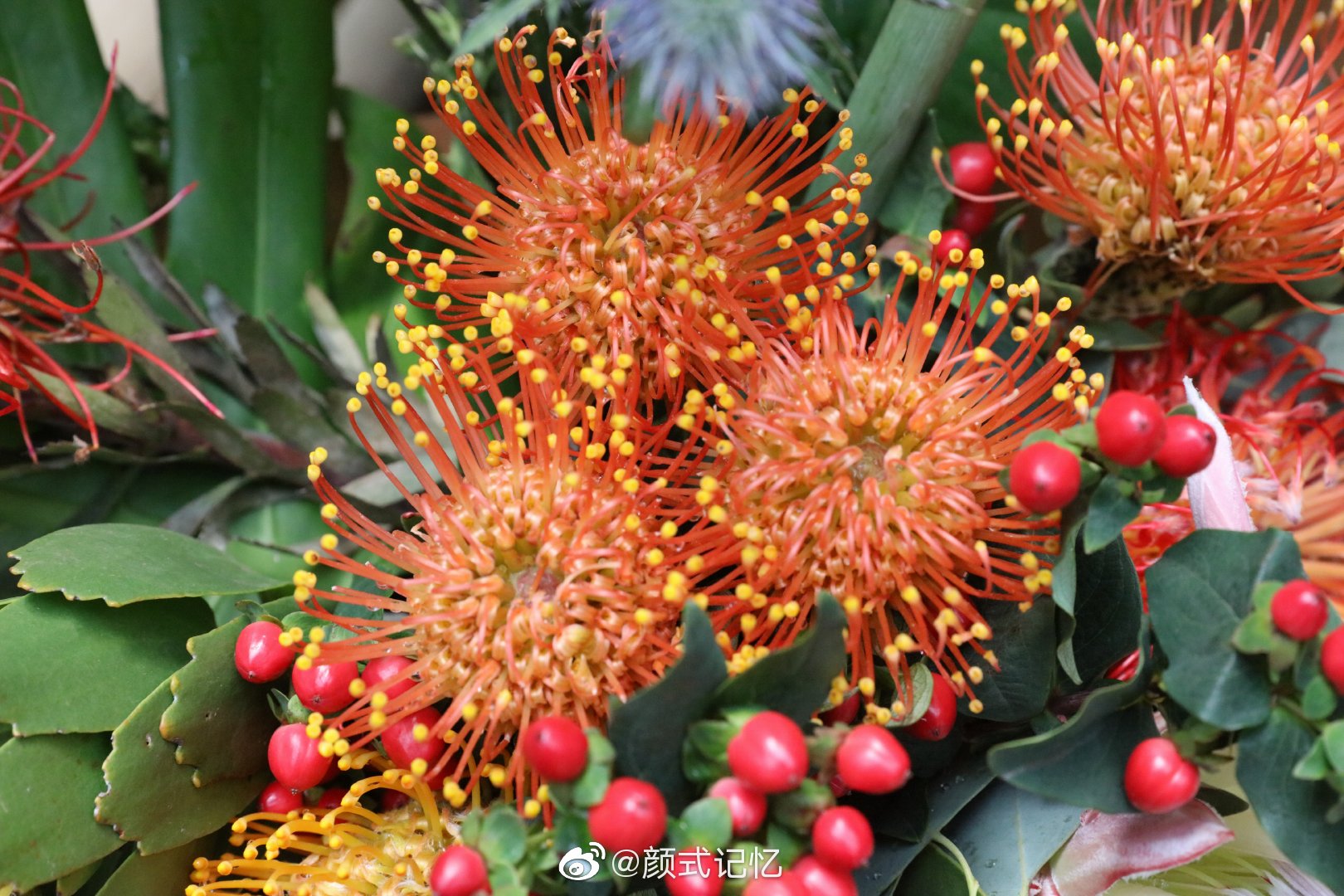 胜利圆满富贵吉祥一一帝王花红皇后南非共和国的国花