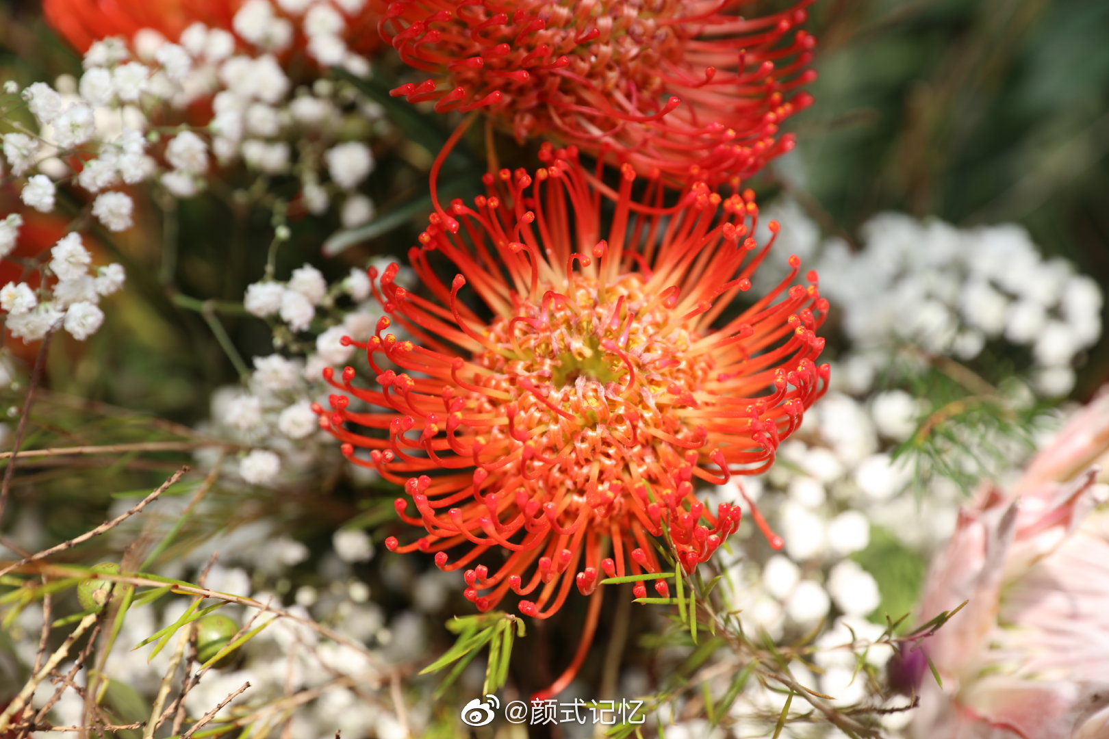 胜利圆满富贵吉祥一一帝王花红皇后南非共和国的国花
