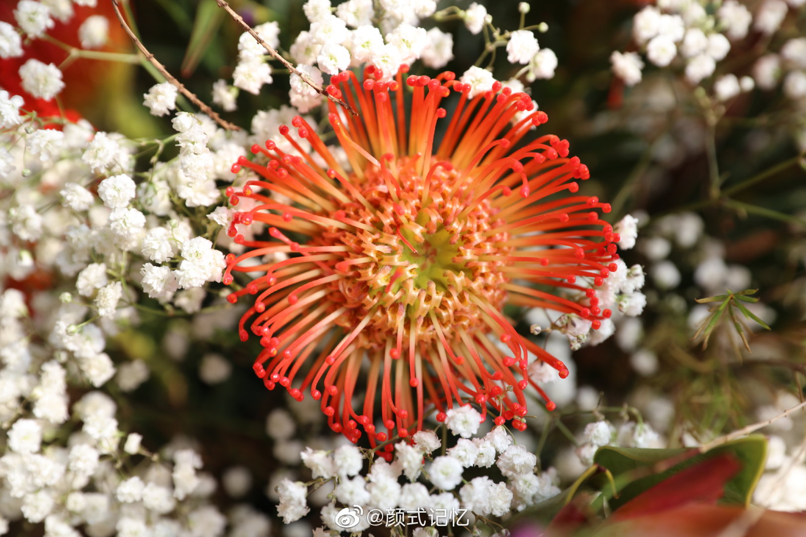 胜利圆满富贵吉祥一一帝王花红皇后南非共和国的国花