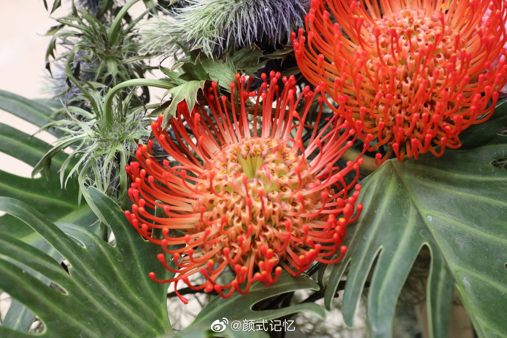 胜利圆满富贵吉祥一一帝王花红皇后南非共和国的国花