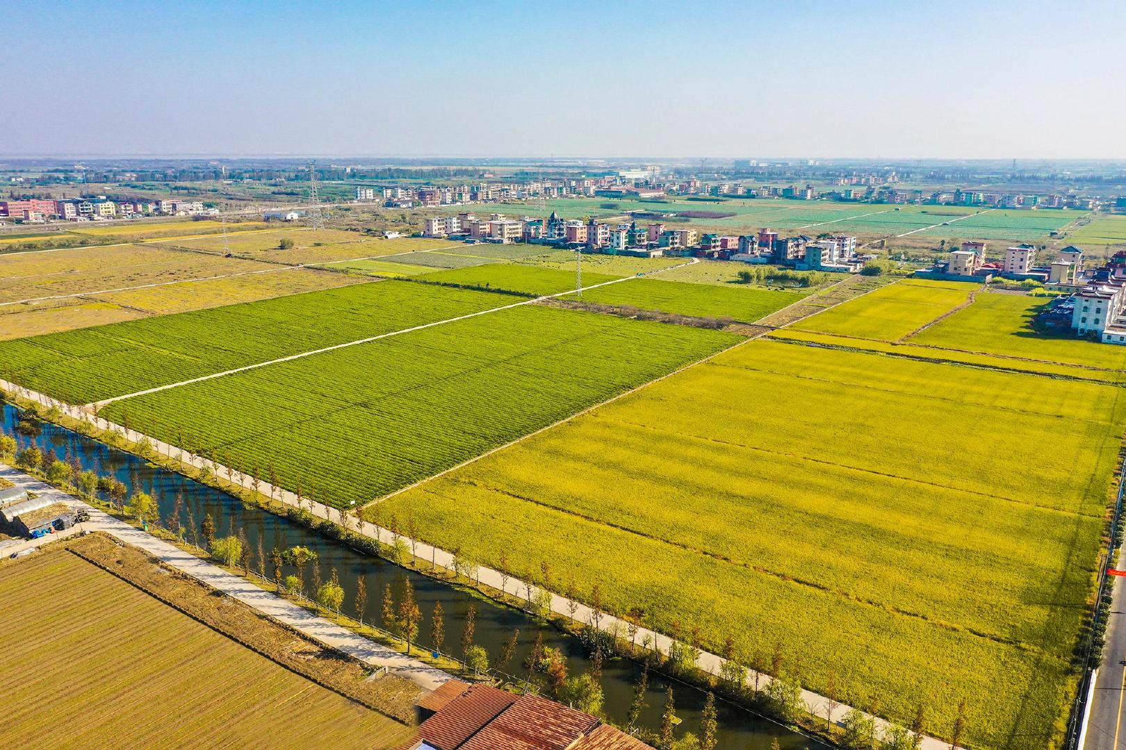 高清航拍!钱塘新区的秋田,怎么这么好看