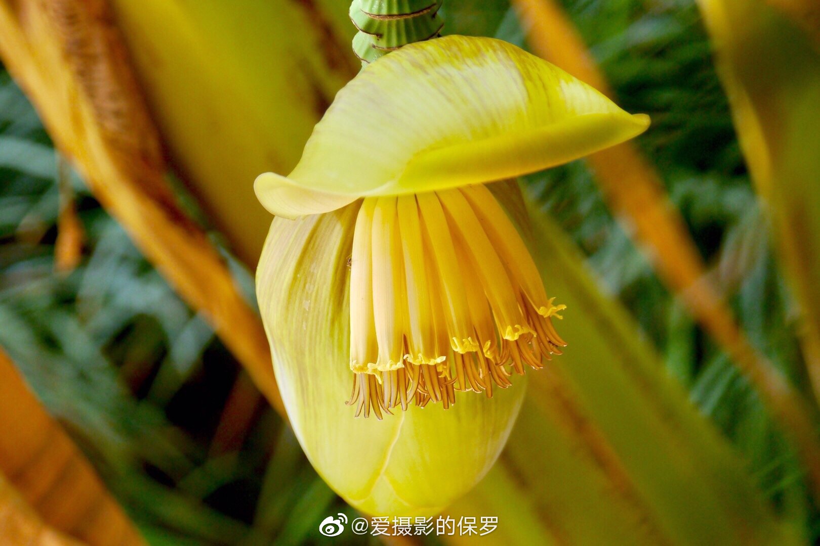 香蕉树 芭蕉树 美人蕉 这些有着宽大绿叶的植物 香蕉树 芭蕉树 美人蕉 这些有着宽大绿叶的植物