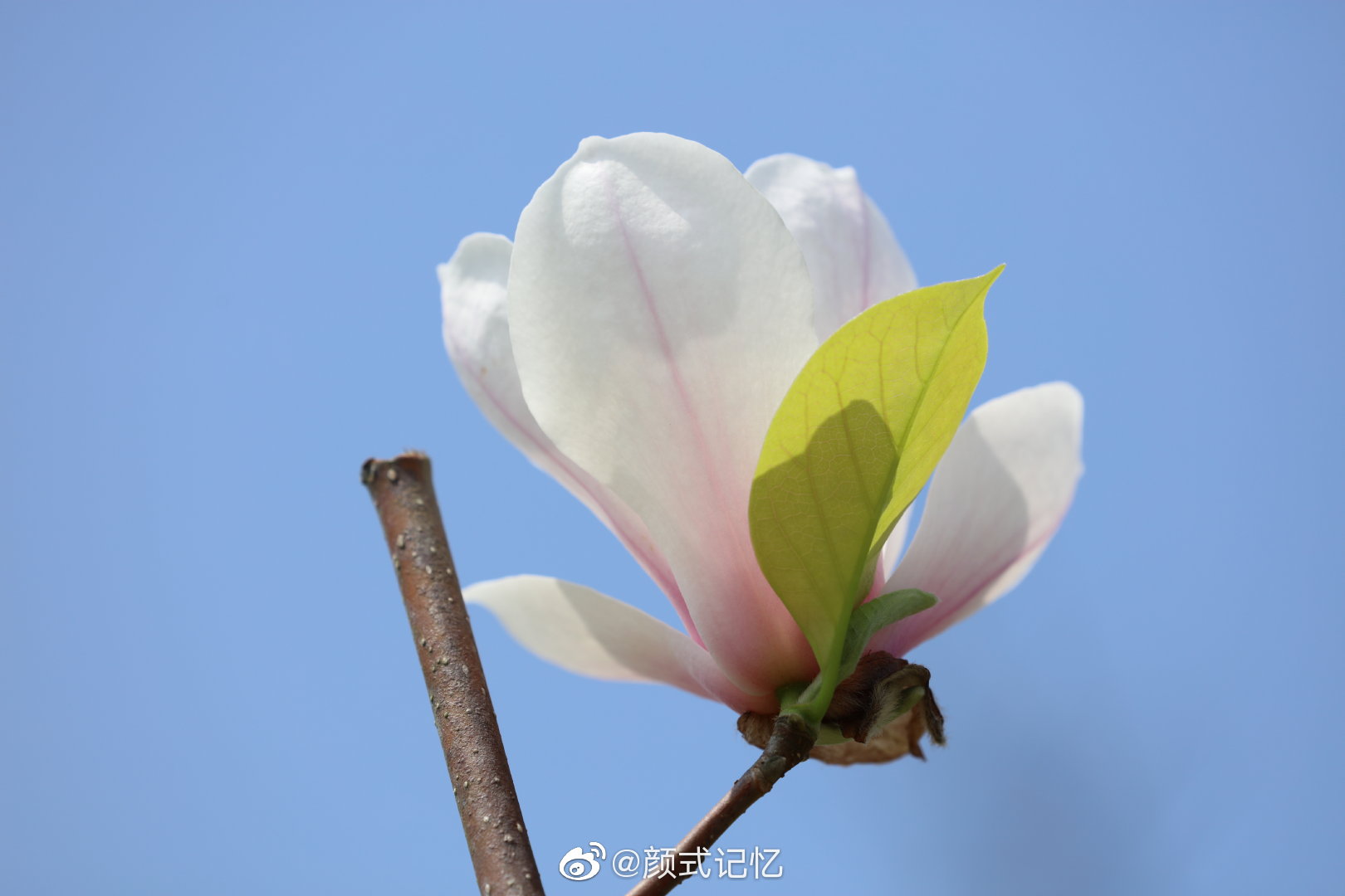 高洁 芬芳 纯洁 忠贞不渝的爱情一一望春玉兰(开花的时间稍早