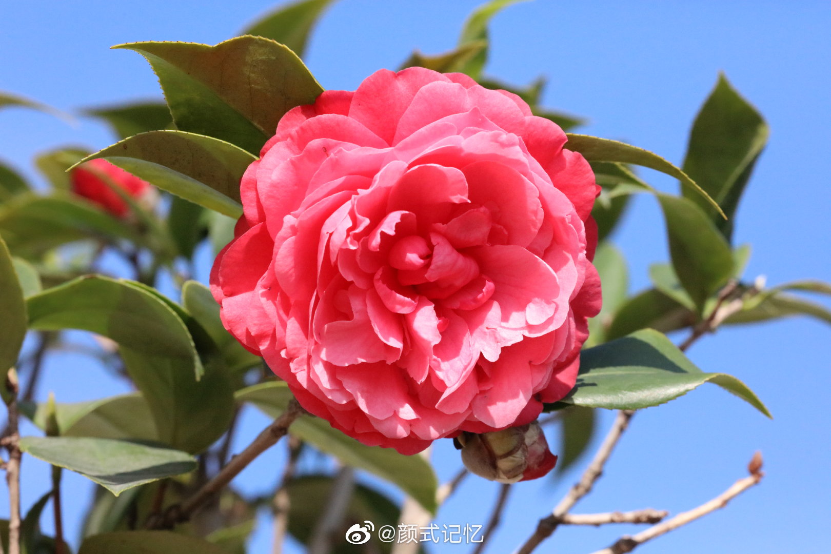 天生丽质 美德 谦逊 了不起的魅力 一一红茶花