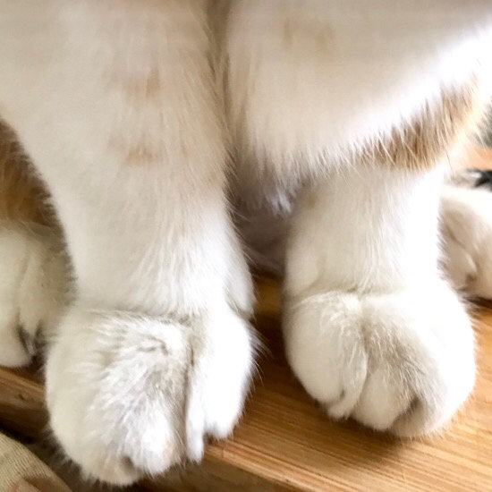 光看jiojio, 就觉得身体很圆润 早安盆友们_高清图集_新浪网