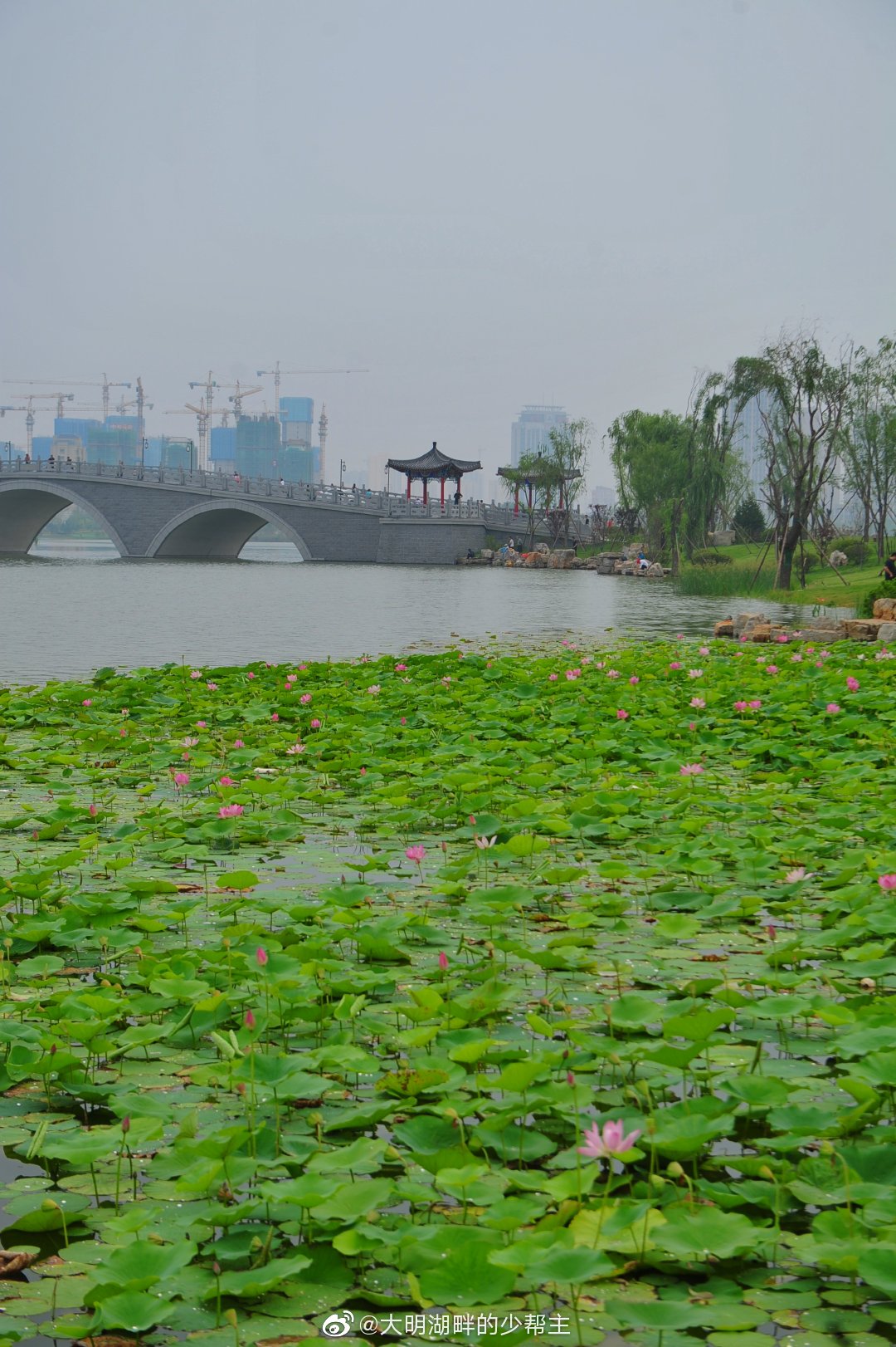 7月9日济南华山生态湿地公园的荷花正值开放旺季