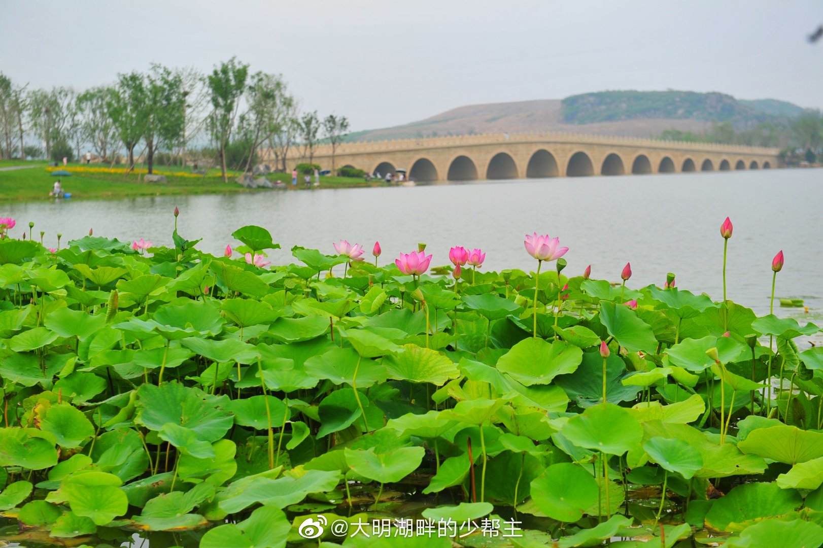 7月9日济南华山生态湿地公园的荷花正值开放旺季
