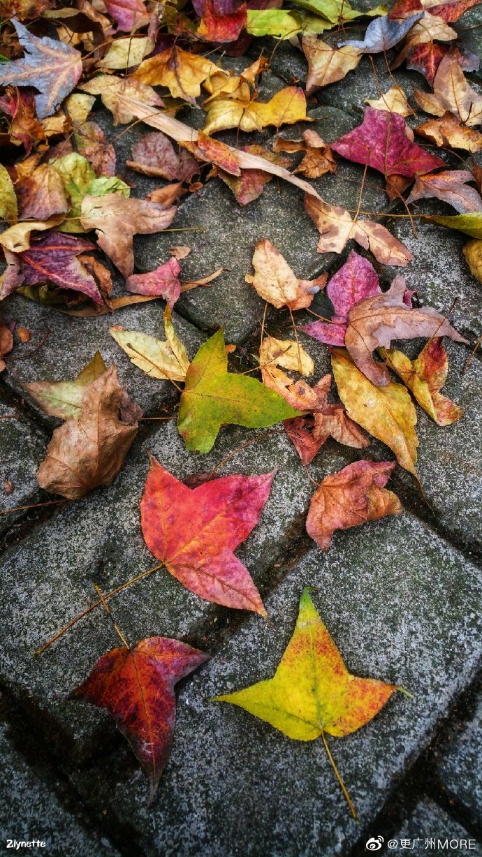 光影斑驳,树影婆娑.这人间呀,太值得.(图@zlynettte )