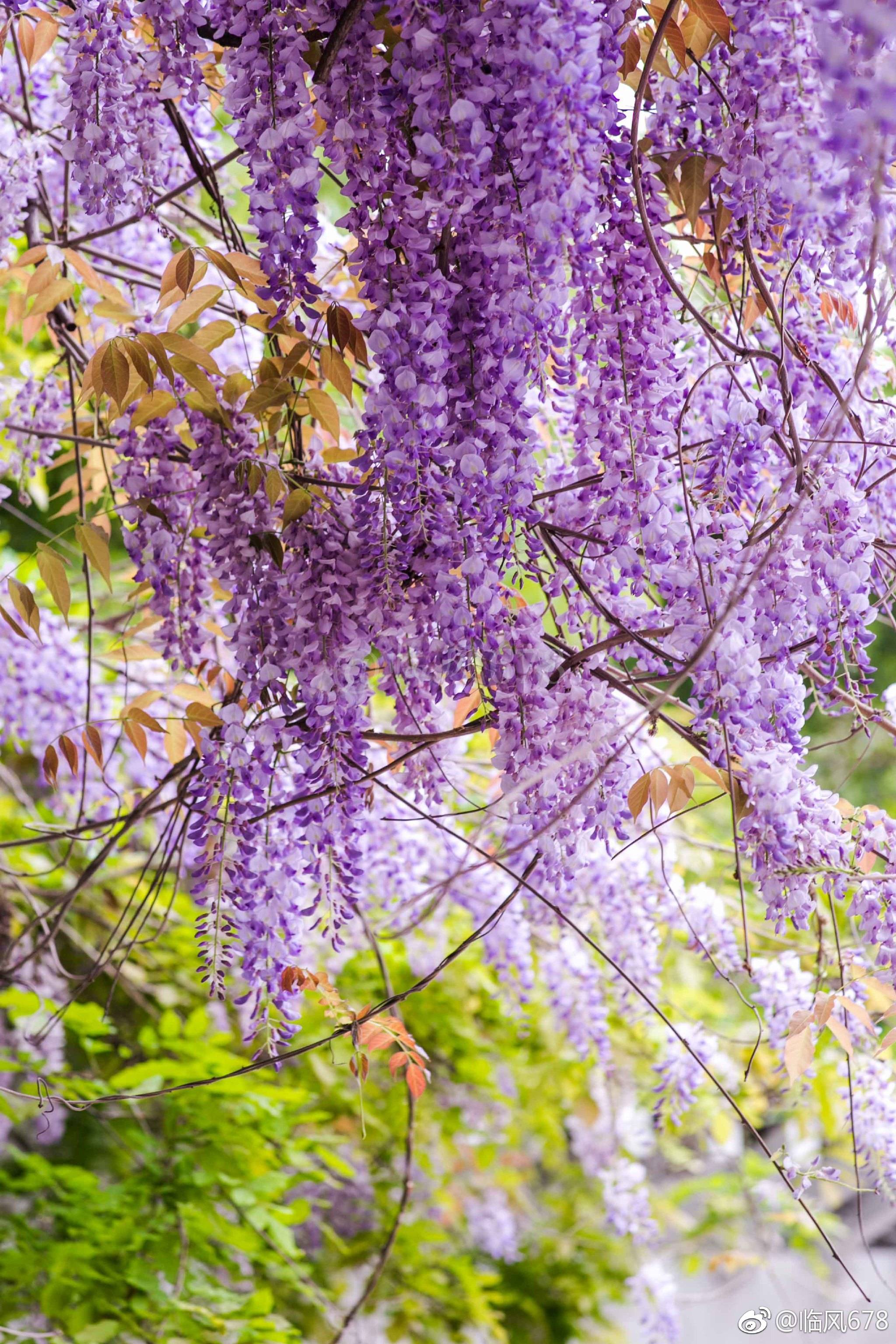 遇见花开紫藤花
