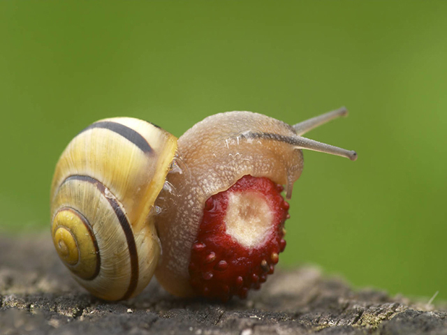 原来蜗牛才是世界上牙齿最多的动物鲨鱼不行