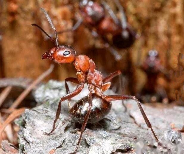 一心酸就起鸡皮疙瘩(心疼为什么会起鸡皮疙瘩)