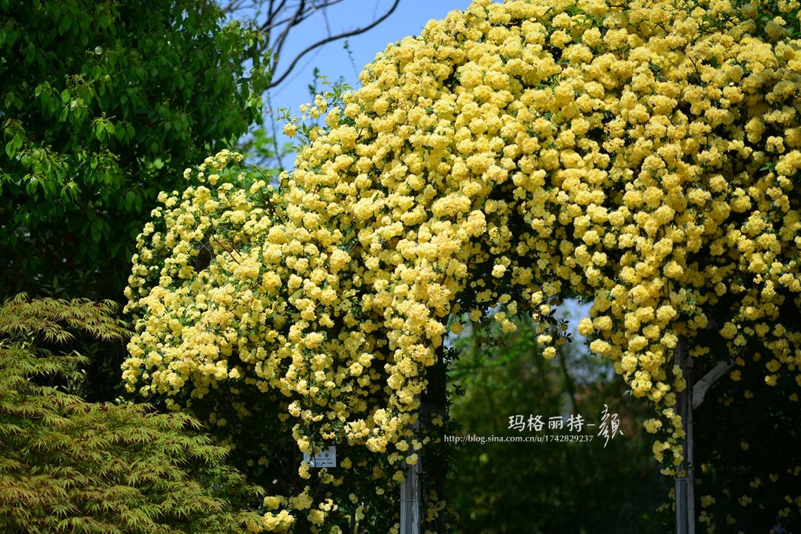 上海上房园艺的黄木香，每年春天满枝头几千朵花盛开|黄木香|上房|枝头_新浪新闻